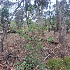 Fraxinus angustifolia at Watson, ACT - 17 Nov 2024 10:12 AM