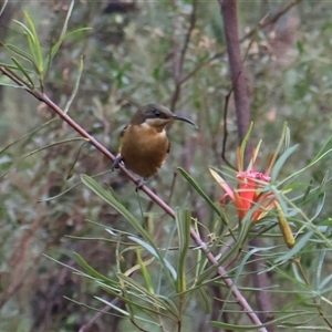 Acanthorhynchus tenuirostris at Ulladulla, NSW - 15 Nov 2024