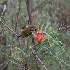 Acanthorhynchus tenuirostris at Ulladulla, NSW - 15 Nov 2024