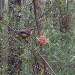 Acanthorhynchus tenuirostris at Ulladulla, NSW - 15 Nov 2024