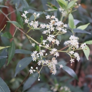 Ceratopetalum gummiferum at Ulladulla, NSW - 15 Nov 2024 04:08 PM