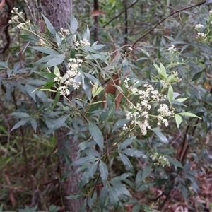 Ceratopetalum gummiferum at Ulladulla, NSW - 15 Nov 2024 04:08 PM