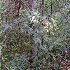 Ceratopetalum gummiferum at Ulladulla, NSW - 15 Nov 2024 04:08 PM