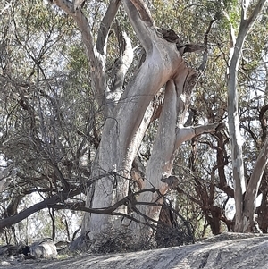 Eucalyptus camaldulensis at suppressed - suppressed