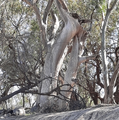 Eucalyptus camaldulensis (River Red Gum) at Menindee, NSW - 16 Sep 2020 by MB