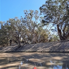 Eucalyptus camaldulensis at suppressed - 16 Sep 2020