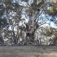 Eucalyptus camaldulensis (River Red Gum) at Menindee, NSW - 15 Sep 2020 by MB