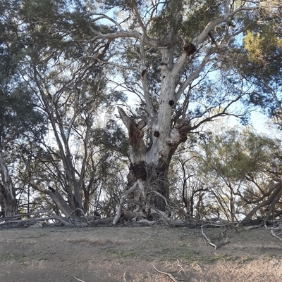 Eucalyptus camaldulensis (River Red Gum) at Menindee, NSW - 15 Sep 2020 by MB