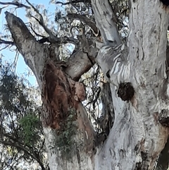 Eucalyptus camaldulensis at suppressed - suppressed