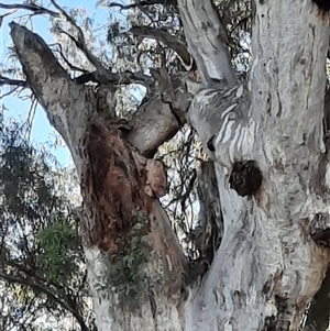 Eucalyptus camaldulensis at suppressed - 15 Sep 2020