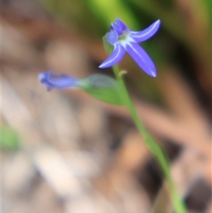 Lobelia gibbosa (Tall Lobelia) at Ulladulla, NSW by Clarel