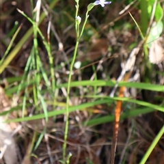 Lobelia gibbosa at Ulladulla, NSW - 15 Nov 2024 05:23 PM