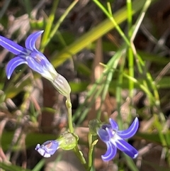 Lobelia gibbosa at Ulladulla, NSW - 15 Nov 2024 05:23 PM