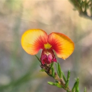 Dillwynia phylicoides at Mount Fairy, NSW - 16 Nov 2024 05:16 PM