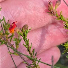 Dillwynia phylicoides at Mount Fairy, NSW - 16 Nov 2024 05:16 PM