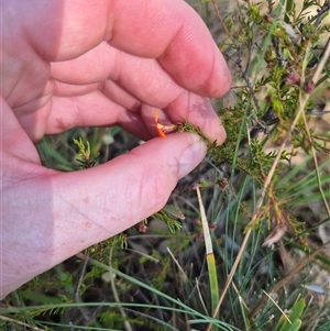 Dillwynia phylicoides at Mount Fairy, NSW - 16 Nov 2024 05:16 PM