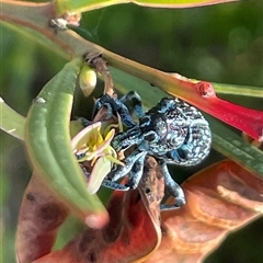 Chrysolopus spectabilis (Botany Bay Weevil) at Ulladulla, NSW - 15 Nov 2024 by Clarel