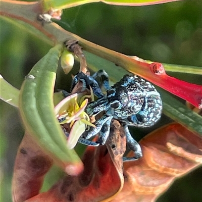 Chrysolopus spectabilis (Botany Bay Weevil) at Ulladulla, NSW - 15 Nov 2024 by Clarel