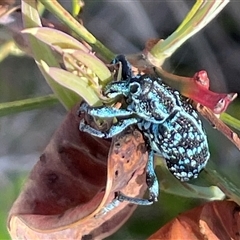 Chrysolopus spectabilis at Ulladulla, NSW - 15 Nov 2024