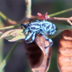 Chrysolopus spectabilis at Ulladulla, NSW - 15 Nov 2024