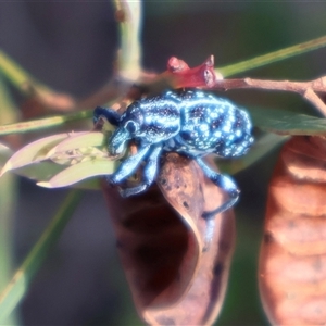 Chrysolopus spectabilis at Ulladulla, NSW - 15 Nov 2024