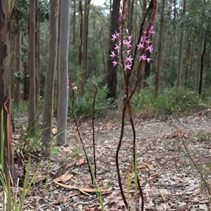 Dipodium roseum at Comberton, NSW - suppressed