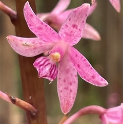 Dipodium roseum at Comberton, NSW - suppressed