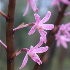 Dipodium roseum at Comberton, NSW - suppressed