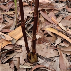 Dipodium roseum at Comberton, NSW - 16 Nov 2024