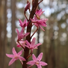 Dipodium roseum at Comberton, NSW - suppressed