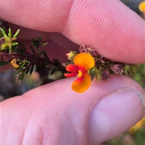 Dillwynia phylicoides at Mount Fairy, NSW - 16 Nov 2024