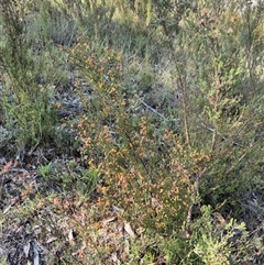 Dillwynia phylicoides at Mount Fairy, NSW - 16 Nov 2024