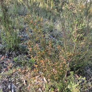 Dillwynia phylicoides at Mount Fairy, NSW - 16 Nov 2024