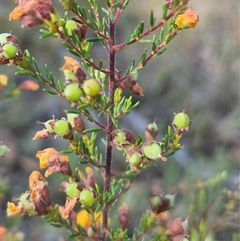 Dillwynia phylicoides at Mount Fairy, NSW - 16 Nov 2024