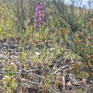 Stylidium graminifolium at Mount Fairy, NSW - 16 Nov 2024