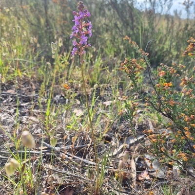 Stylidium graminifolium (grass triggerplant) at Mount Fairy, NSW - 16 Nov 2024 by clarehoneydove