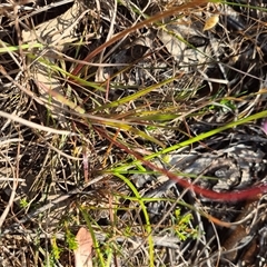 Stylidium graminifolium at Mount Fairy, NSW - 16 Nov 2024