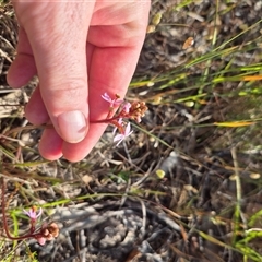 Stylidium graminifolium at Mount Fairy, NSW - 16 Nov 2024