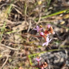 Stylidium graminifolium at Mount Fairy, NSW - 16 Nov 2024