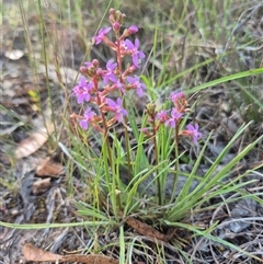 Stylidium graminifolium at Mount Fairy, NSW - 16 Nov 2024