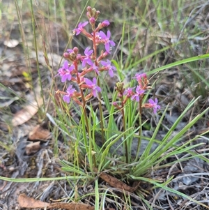 Stylidium graminifolium at Mount Fairy, NSW - 16 Nov 2024