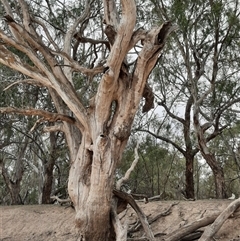 Eucalyptus sp. (A Gum Tree) at Menindee, NSW - 18 Sep 2020 by MB