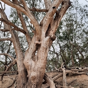 Eucalyptus sp. at Menindee, NSW - 18 Sep 2020