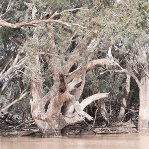 Eucalyptus sp. at Menindee, NSW - suppressed