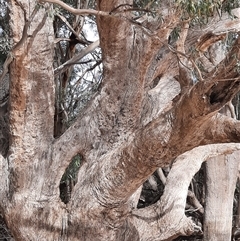 Eucalyptus sp. at Menindee, NSW - suppressed