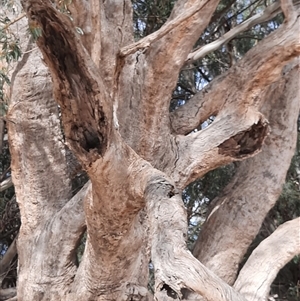 Eucalyptus sp. at Menindee, NSW - suppressed