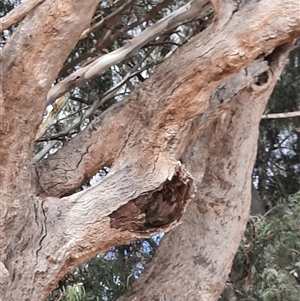 Eucalyptus sp. at Menindee, NSW - suppressed