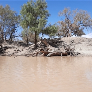 Acacia sp. at Menindee, NSW - suppressed