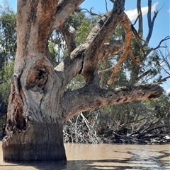 Eucalyptus sp. (A Gum Tree) at Menindee, NSW - 20 Sep 2020 by MB