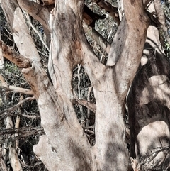 Eucalyptus sp. (A Gum Tree) at Menindee, NSW - 20 Sep 2020 by MB